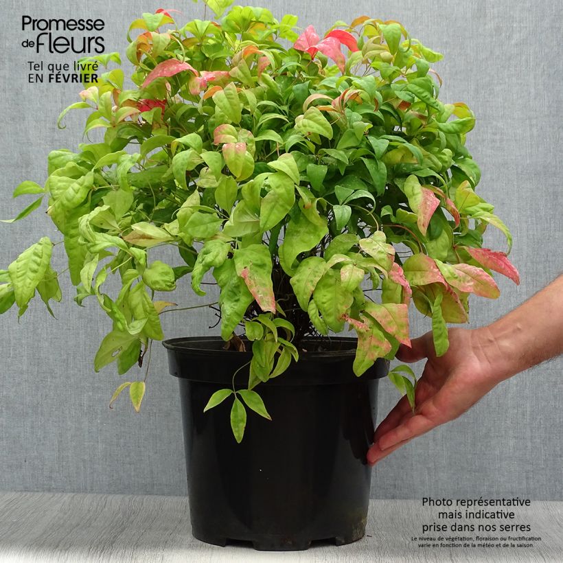 Amostra de Nandina domestica Fire Power Vaso de 7,5 L/10 L tal como entregue no outono