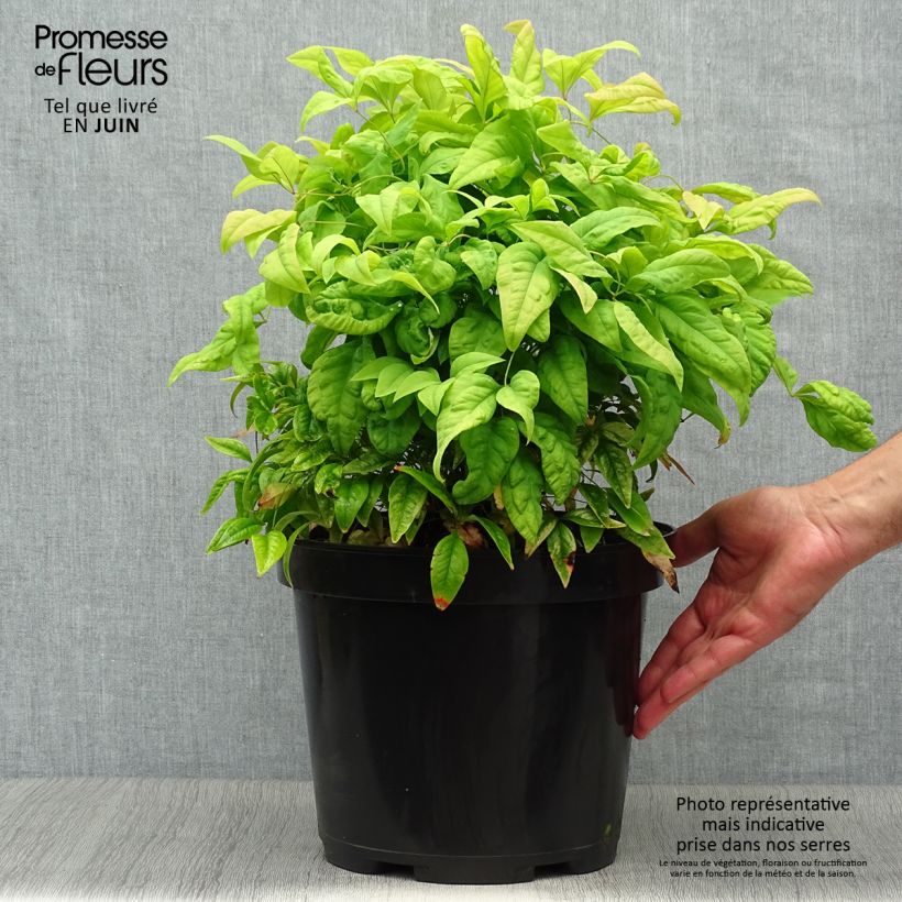 Amostra de Nandina domestica Fire Power Vaso de 7,5 L/10 L tal como entregue no verão