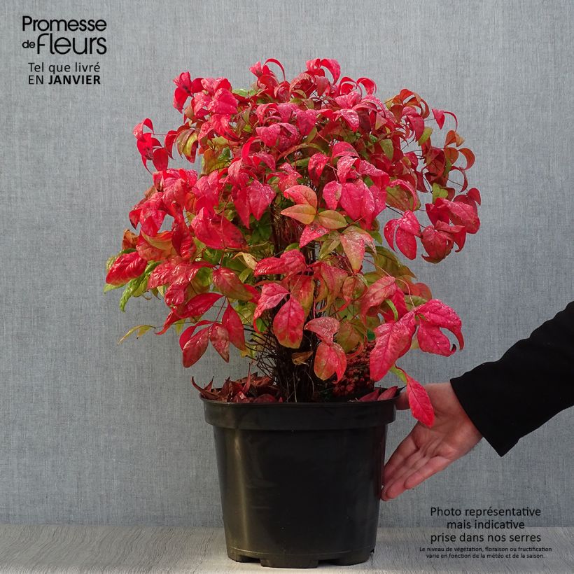 Amostra de Nandina domestica Fire Power Vaso de 7,5 L/10 L tal como entregue no inverno