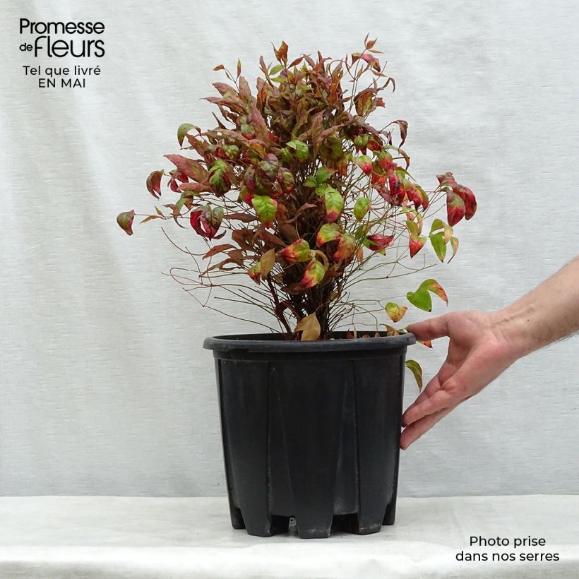 Amostra de Nandina domestica Fire Power Vaso de 7,5 L/10 L tal como entregue na primavera