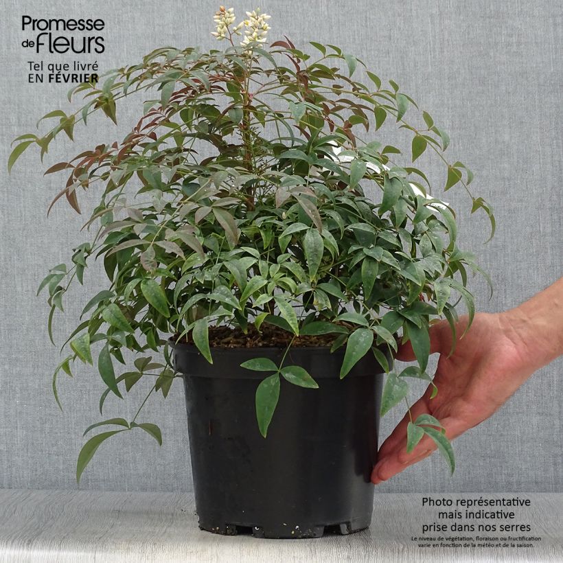 Amostra de Nandina domestica Flirt Vaso de 3 L/4 L tal como entregue no outono