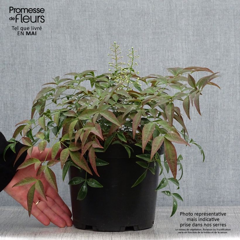 Amostra de Nandina domestica Flirt Vaso de 3 L/4 L tal como entregue na primavera