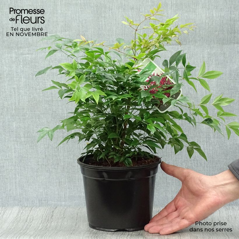 Amostra de Nandina domestica Gulf Stream Vaso de 2 L/3 L tal como entregue no outono