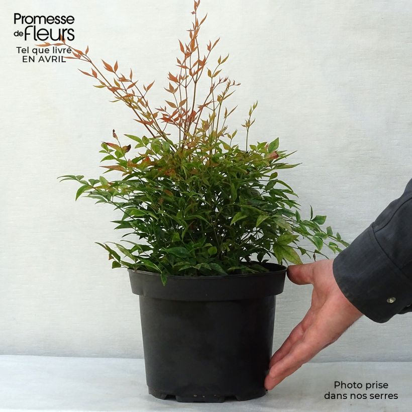 Amostra de Nandina domestica Gulf Stream Vaso de 2 L/3 L tal como entregue na primavera