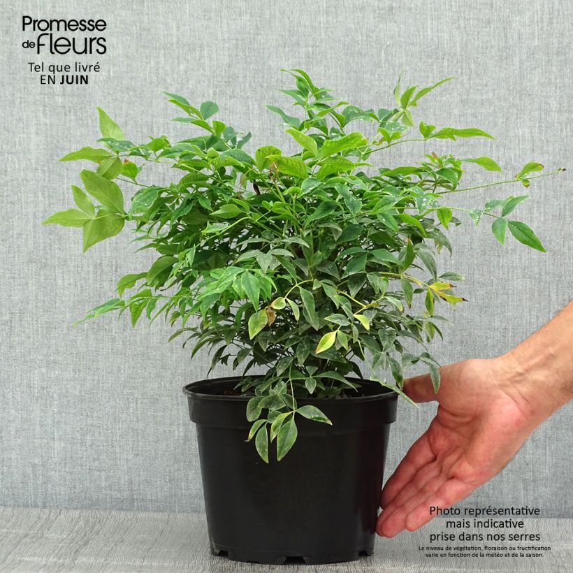 Amostra de Nandina domestica Gulf Stream Vaso de 2 L/3 L tal como entregue no verão