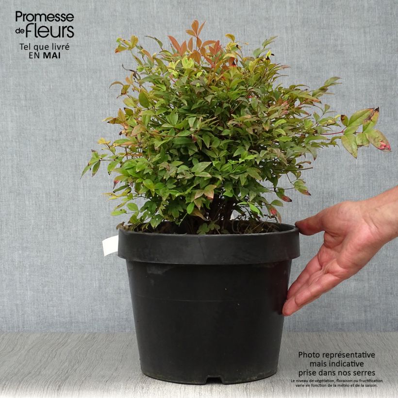 Amostra de Nandina domestica Gulf Stream Vaso de 7,5 L/10 L tal como entregue na primavera