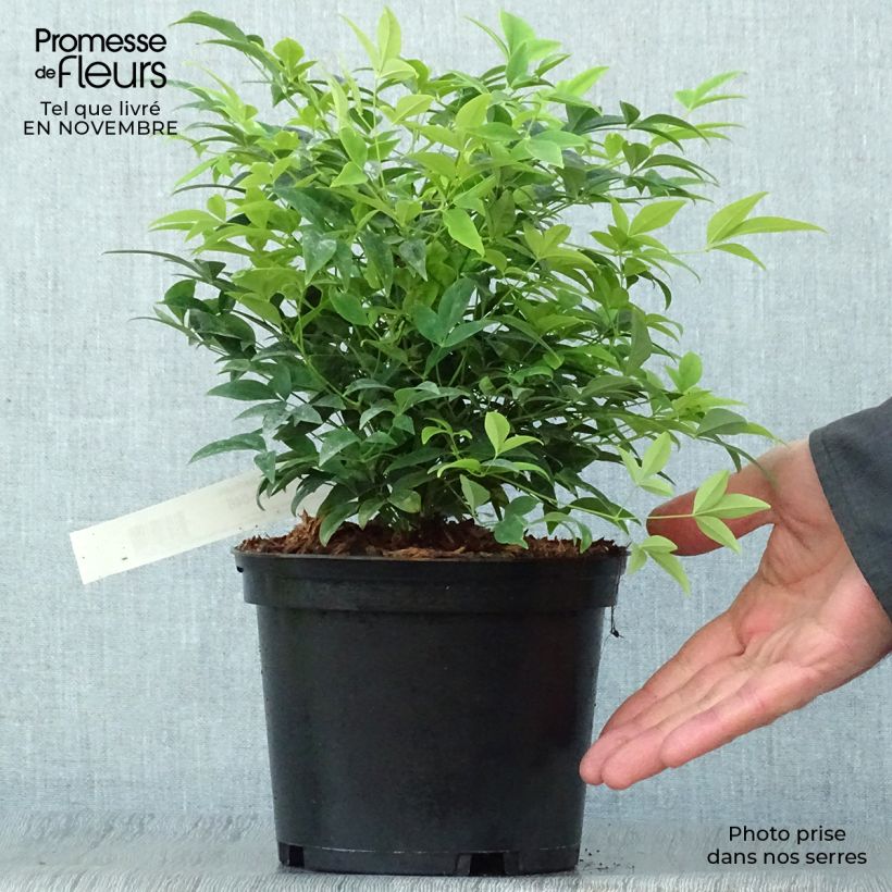 Amostra de Nandina domestica Lemon Lime Vaso de 2 L/3 L tal como entregue no outono
