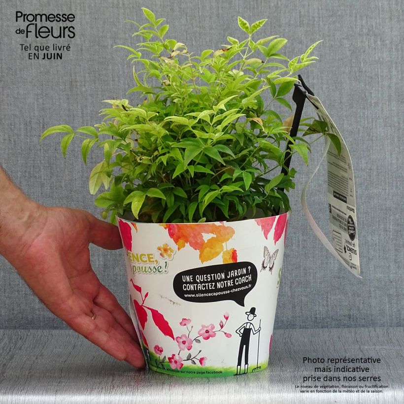 Amostra de Nandina domestica Lemon Lime Vaso de 2 L/3 L tal como entregue no verão