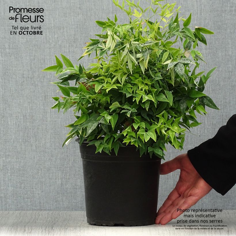 Amostra de Nandina domestica Lemon Lime Vaso de 4 L/5 L tal como entregue no outono