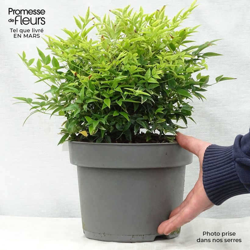 Amostra de Nandina domestica Lemon Lime Vaso de 4 L/5 L tal como entregue na primavera