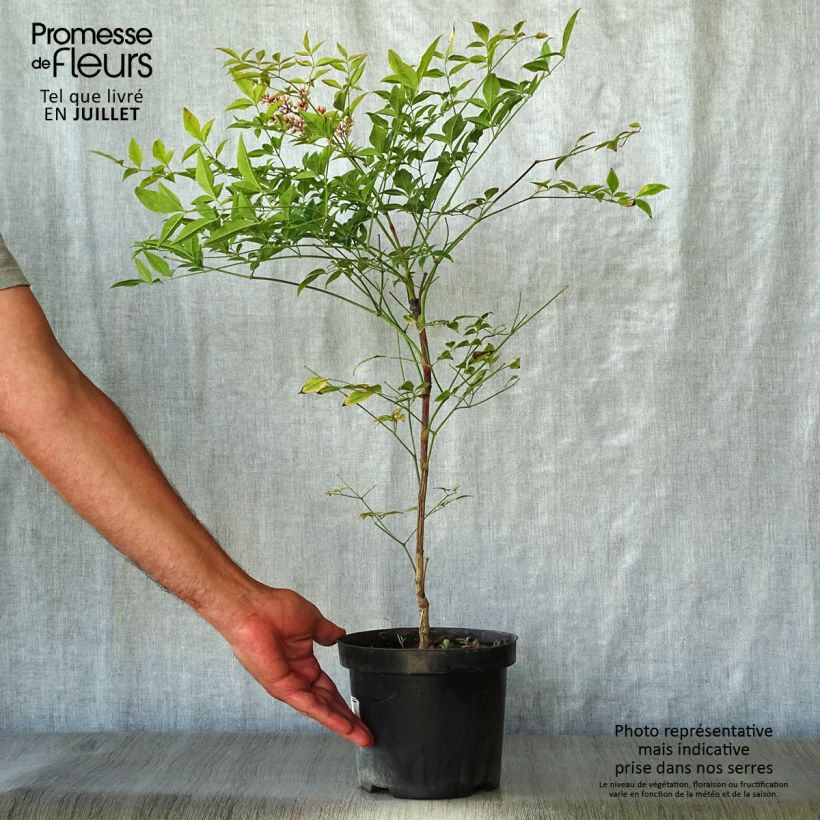 Amostra de Nandina domestica Richmond Vaso de 2 L/3 L tal como entregue no verão