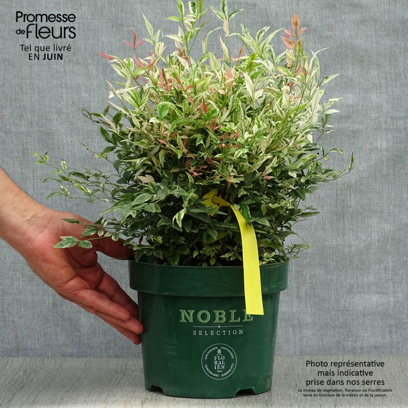 Amostra de Nandina domestica Twilight Vaso de 2 L/3 L tal como entregue no verão