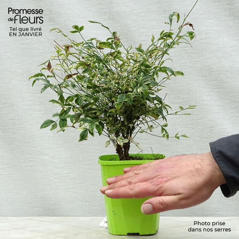 Amostra de Nandina domestica Twilight Vaso de 8/9 cm tal como entregue no inverno