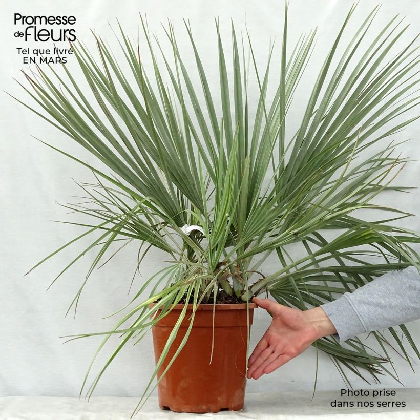 Amostra de Nannorrhops ritchiana Silver - Palmier Mazari Pot de 7,5L/10L tal como entregue na primavera