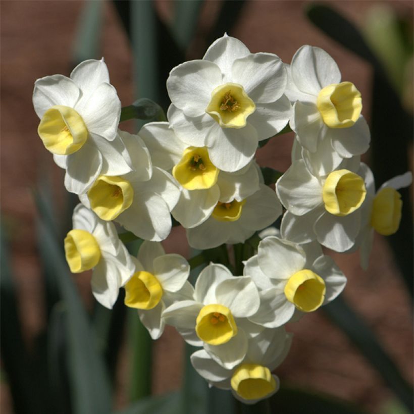 Narciso Tazetta Avalanche (Floração)
