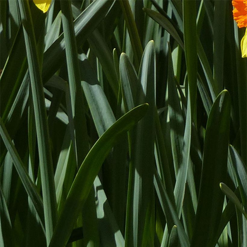 Narciso trombeta Brackenhurst (Folhagem)