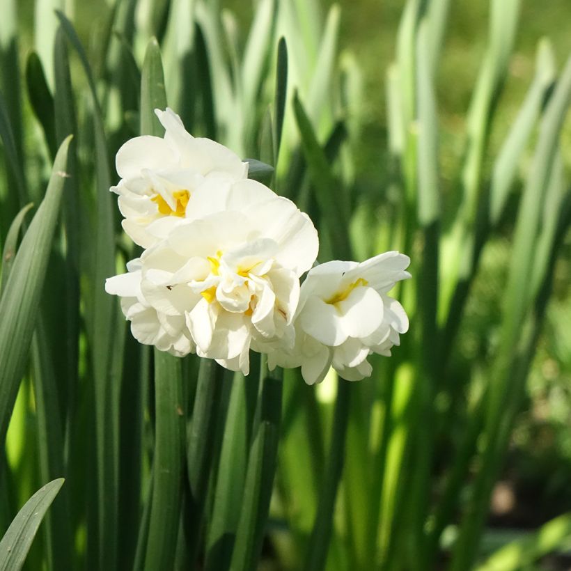 Narciso Tazetta Bridal Crown (Floração)