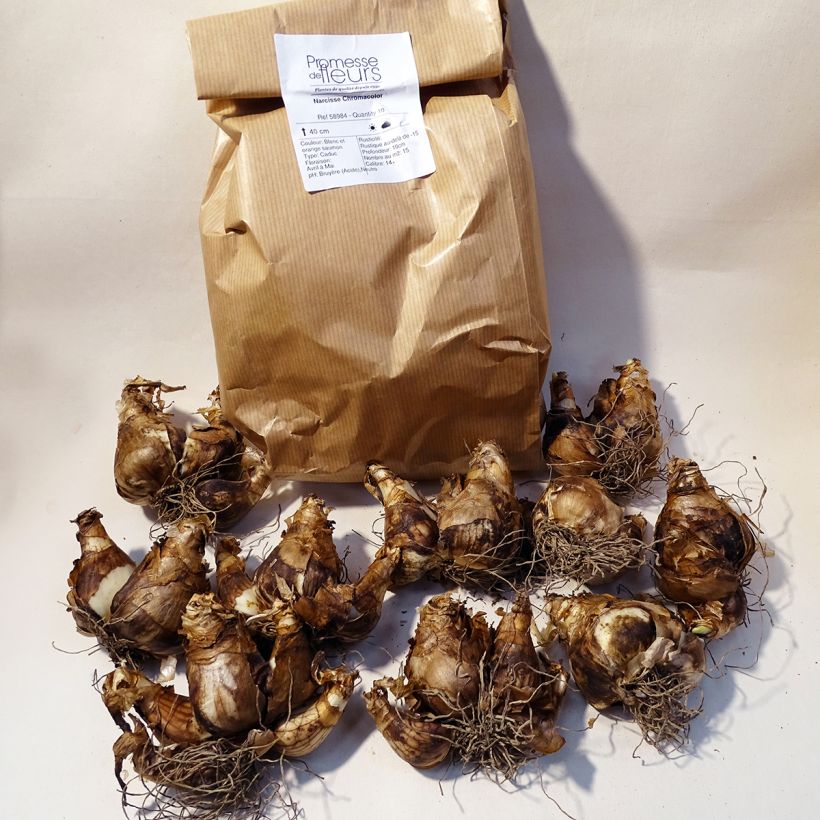 Exemplo de amostra de Narcisse Chromacolor Caixa size 14/16 tal como entregue