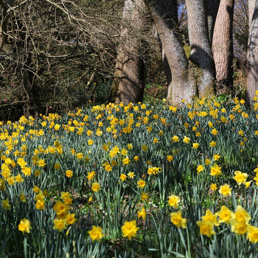 Narciso Jonquilla Dutch Master (Hábito)