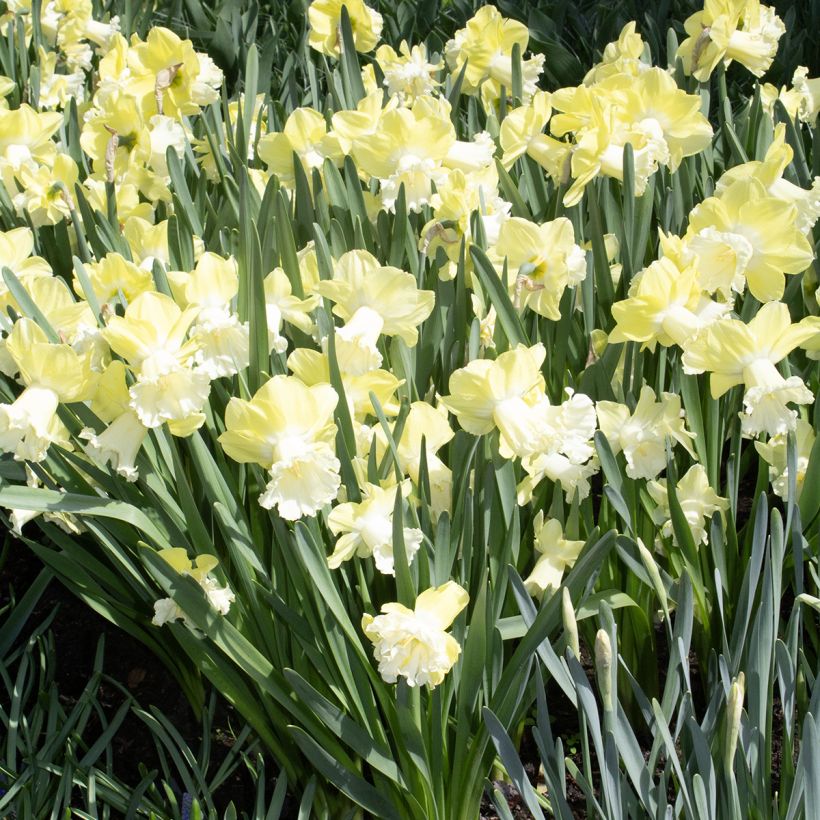 Narciso trombeta Galactic Star (Hábito)