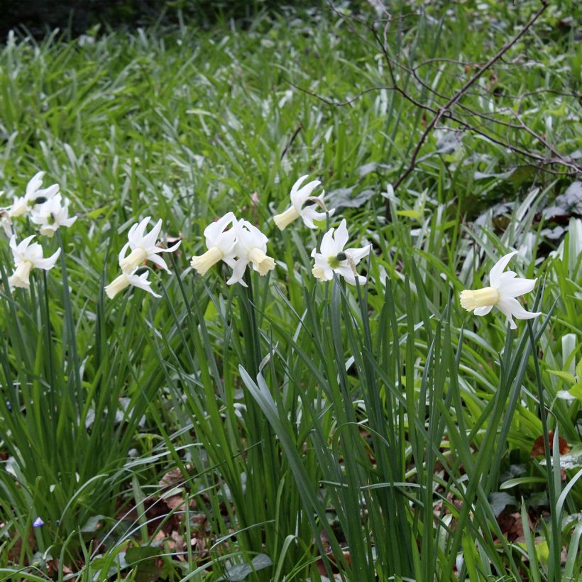 Narciso triandrus Lemon Drops (Hábito)