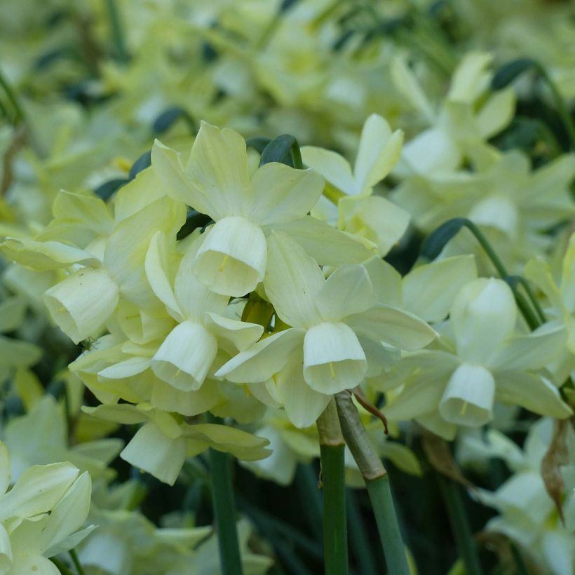 Narciso triandrus Moonlight Sensation (Floração)