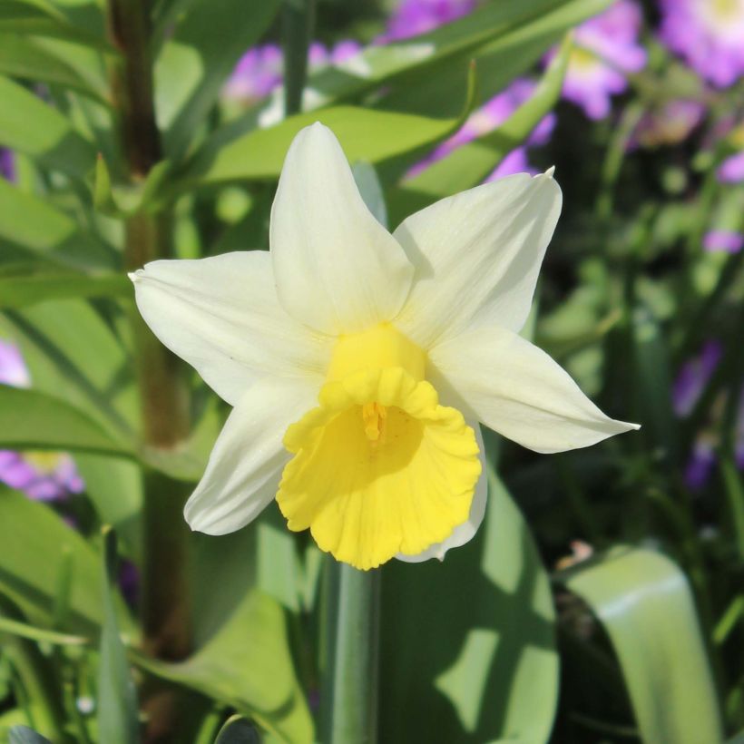 Narciso ciclamineus Peeping Jenny (Floração)