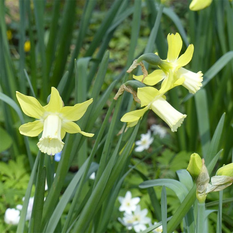 Narciso Jonquilla Pipit (Floração)