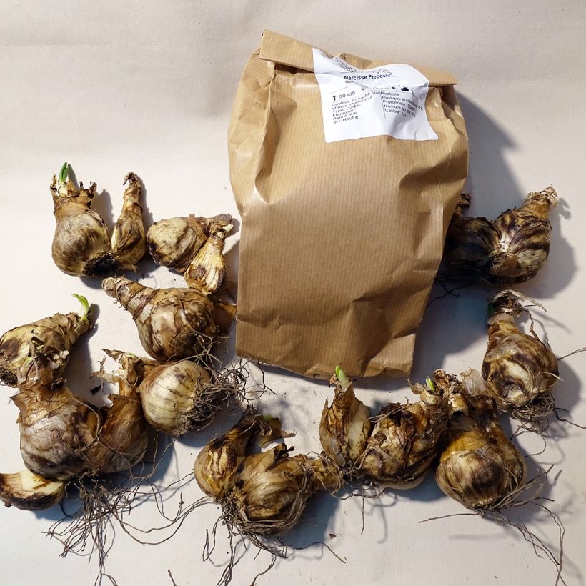 Exemplo de amostra de Narcisse Precocious  Caixa size 14/16 tal como entregue