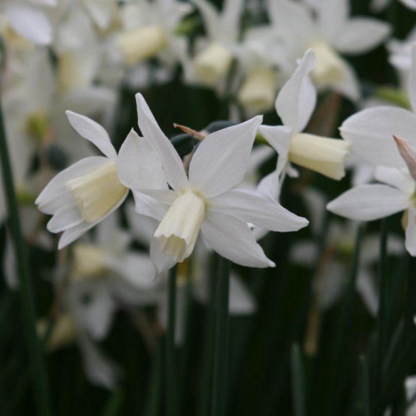 Narciso ciclamineus Toto (Floração)