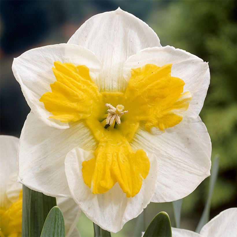 Narciso de coroa dividida Tricollet (Floração)