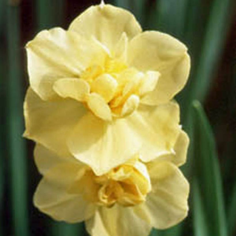 Narciso Duplo Yellow Cheerfulness (Floração)