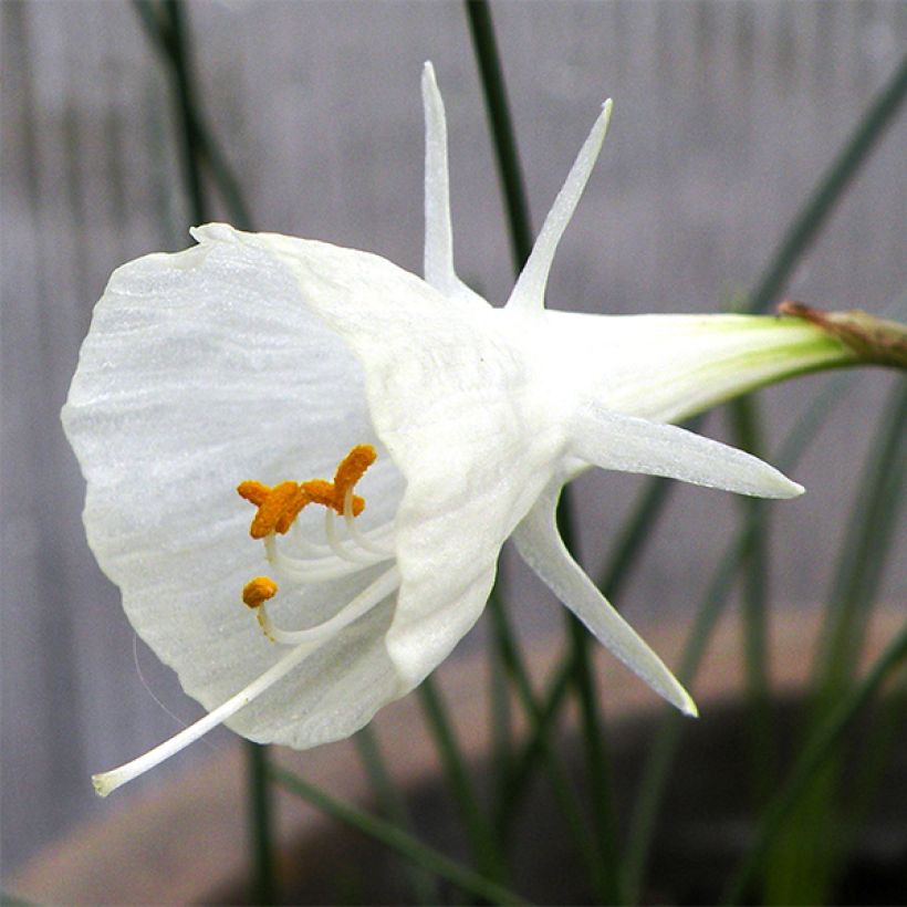 Narciso trombeta Cantabricus (Floração)