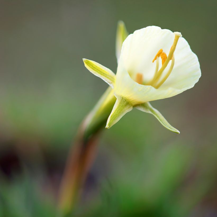 Narciso trombeta White Petticoat - Narcissus bulbocodium (Floração)