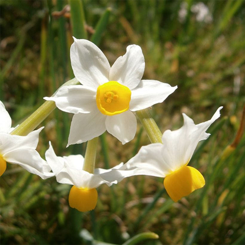 Narciso Tazetta Canaliculatus (Floração)