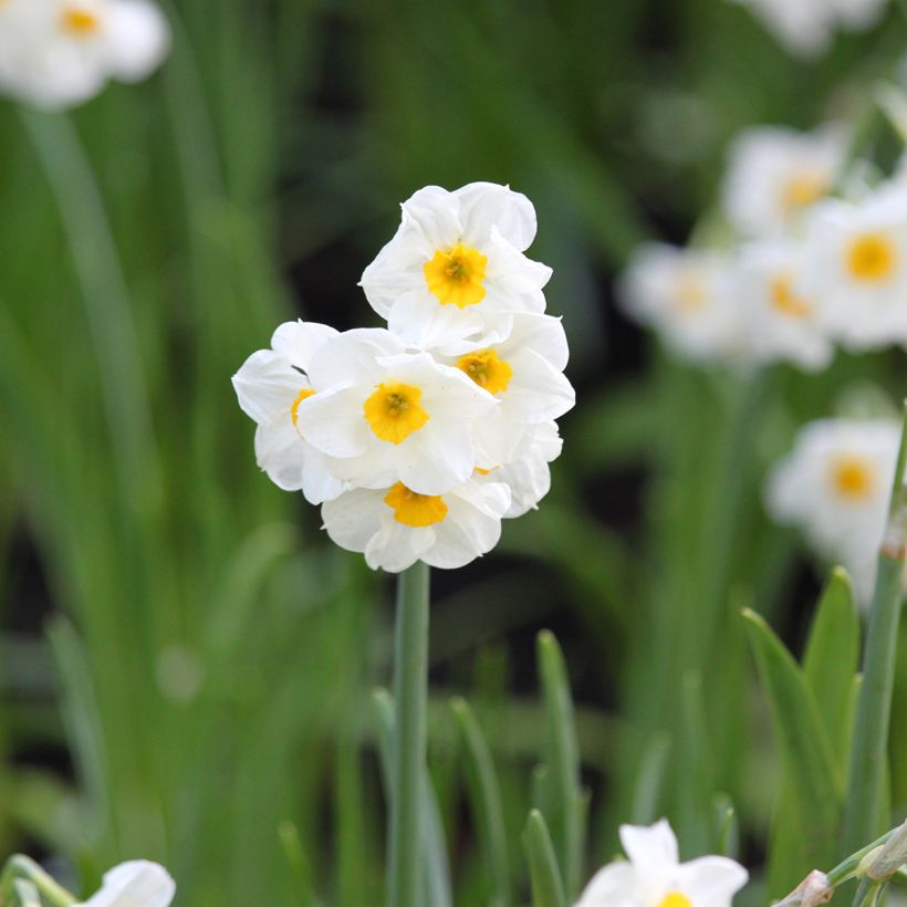 Narciso Tazetta Laurens Koster (Floração)