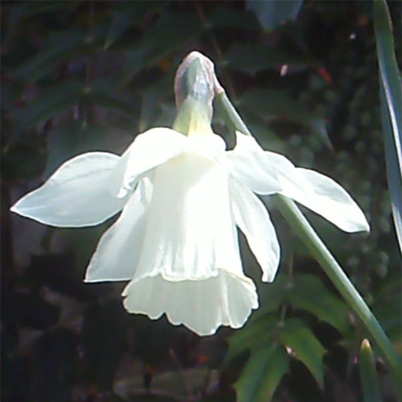 Narcissus pseudonarcissus moschatus (Floração)