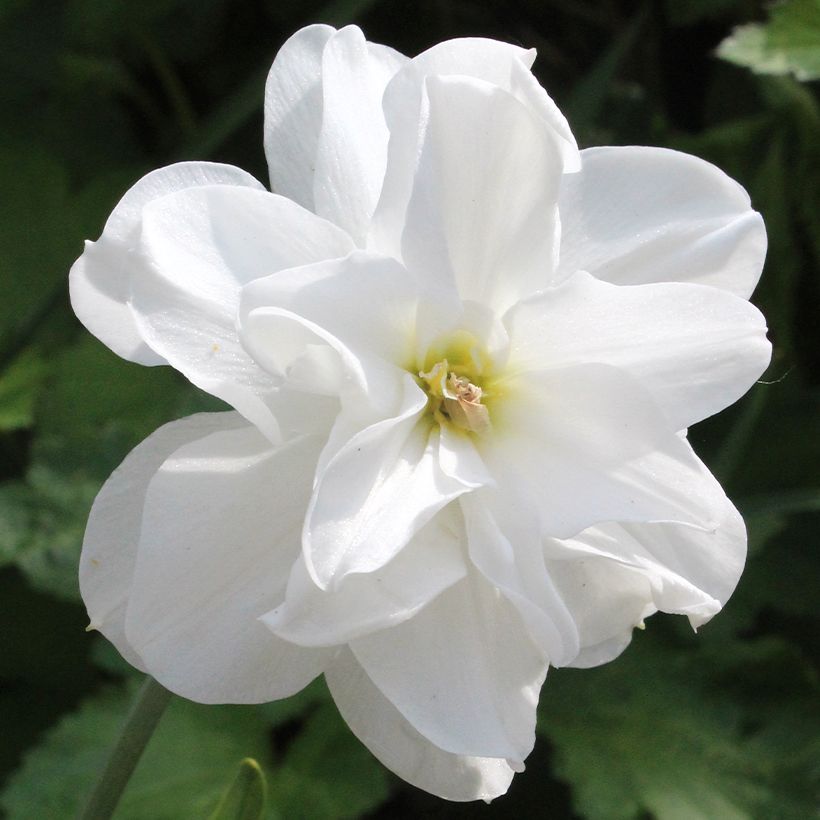 Narciso poético Albus Plenus Odoratus (Floração)