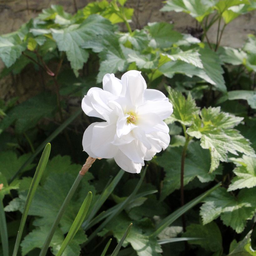 Narciso poético Albus Plenus Odoratus (Hábito)