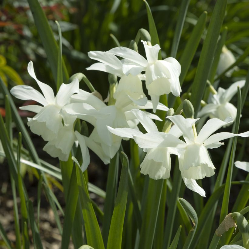 Narciso Jonquilla Pueblo (Floração)