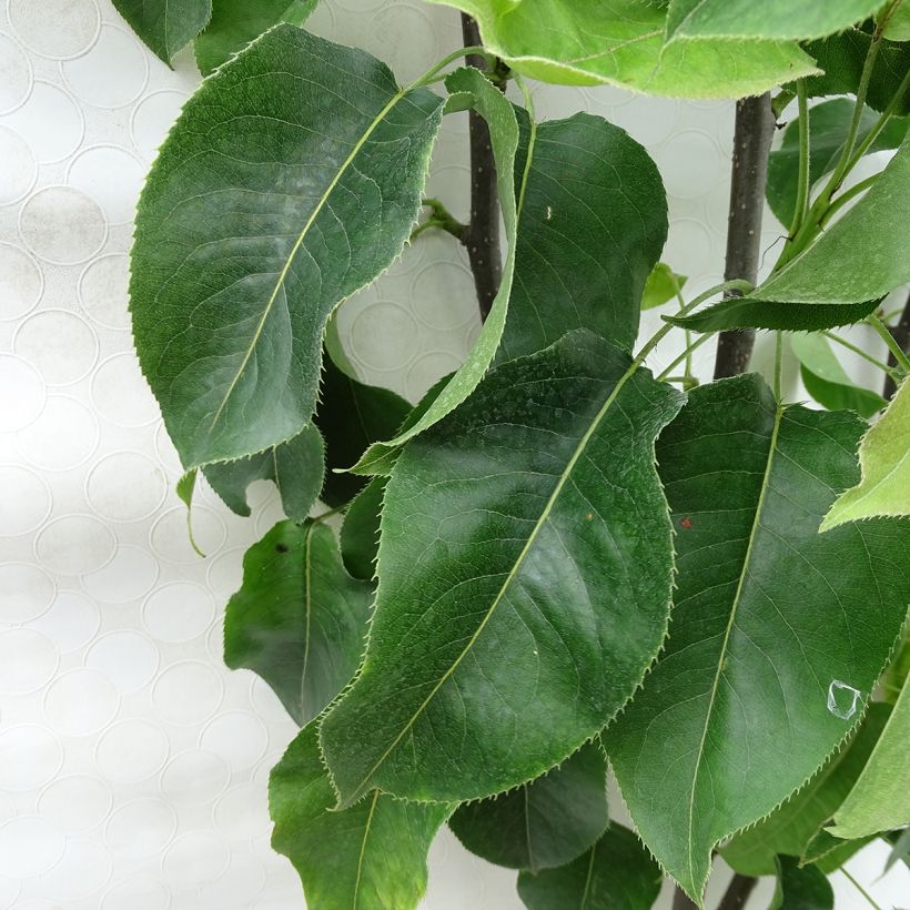 Pereira Nashi Hosui Abondance Georges Delbard - Pyrus pyrifolia (Folhagem)