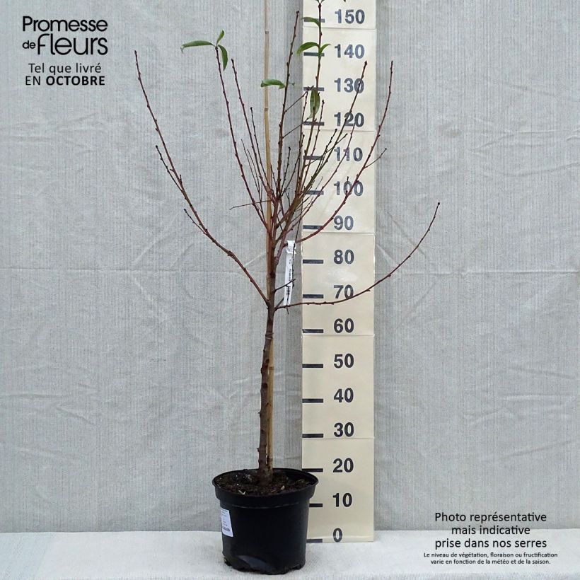 Amostra de Nectarineira Fantasia - Prunus persica var. nucipersica Vaso de 7,5 L/10 L, Copo tal como entregue no outono