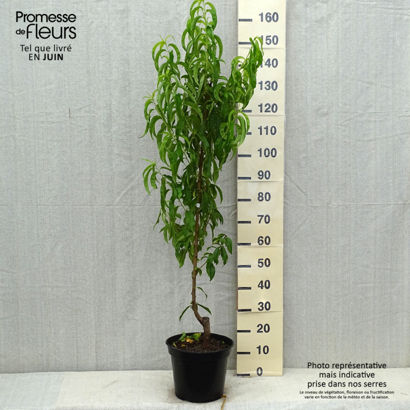 Amostra de Nectarineira Fantasia - Prunus persica var. nucipersica Vaso de 7,5 L/10 L, Copo tal como entregue no verão