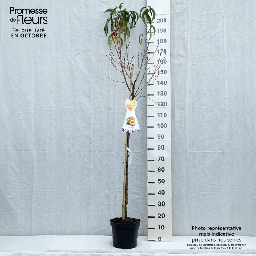 Amostra de Nectarinier Flavor Top - Prunus persica nucipersica  Pot de 7,5L/10L, Demi-Tige tal como entregue no outono