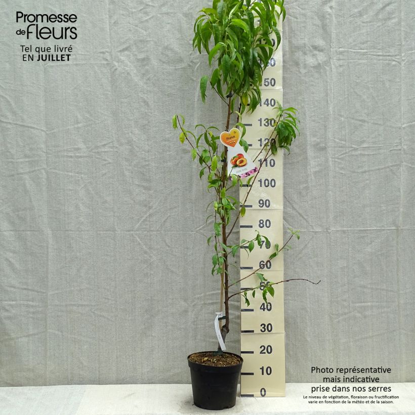 Amostra de Nectarineira Flavor Top - Prunus persica-nucipersica Vaso de 7,5 L/10 L, Copo tal como entregue no verão