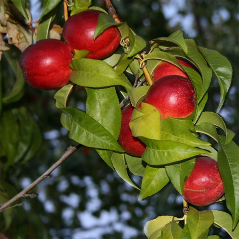 Nectarineira Honey Muscat - Prunus persica (Floração)