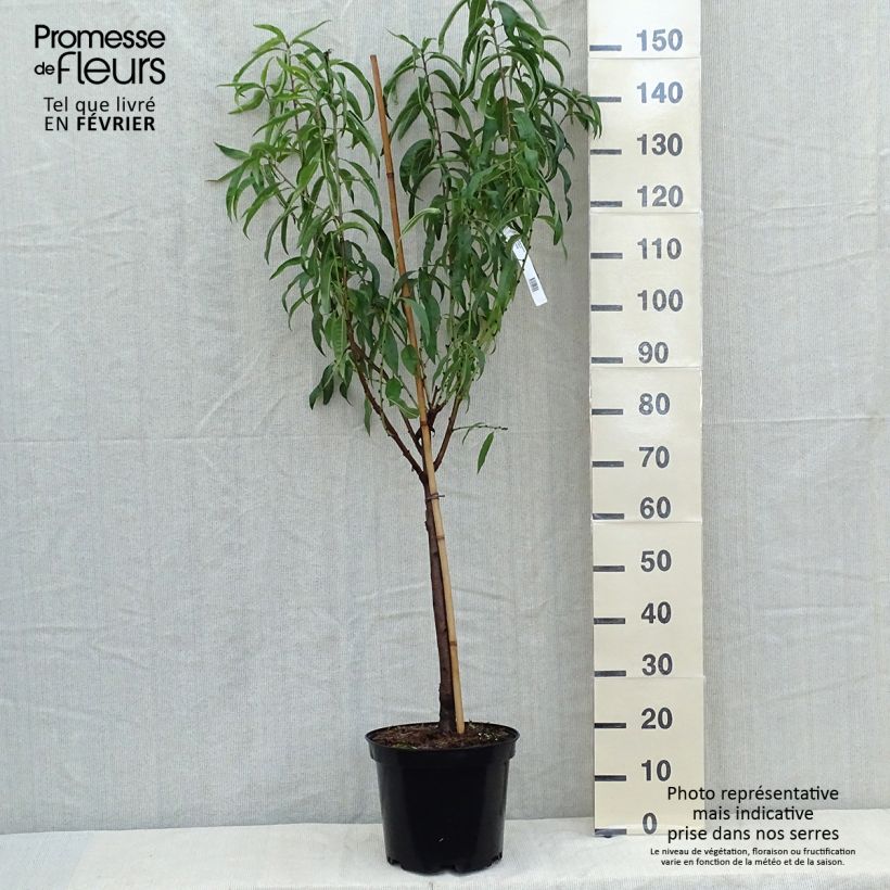 Amostra de Nectarineira Morton - Prunus persica Vaso de 7,5 L/10 L, Copo tal como entregue no outono