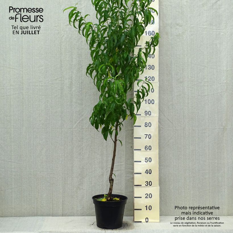 Amostra de Nectarineira Morton - Prunus persica Vaso de 7,5 L/10 L, Copo tal como entregue no verão