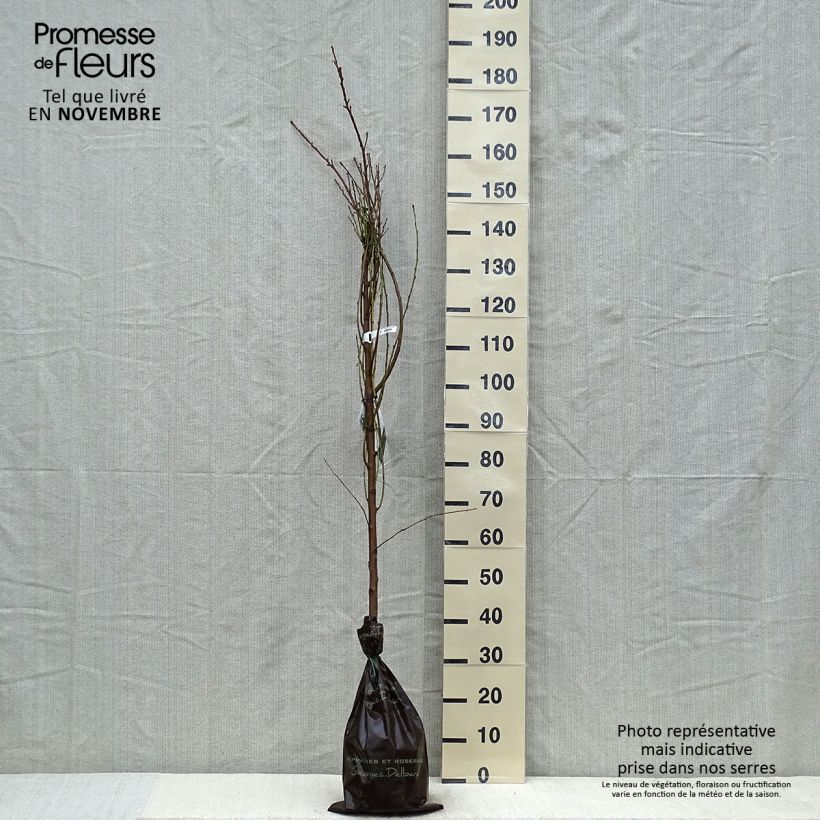 Amostra de Nectarineira Nectared 6 - Prunus persica nucipersica Torrão "Pronto a plantar", Rebento tal como entregue no outono