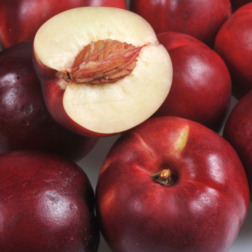 Nectarineira Olympio Georges Delbard - Prunus persica (Colheita)